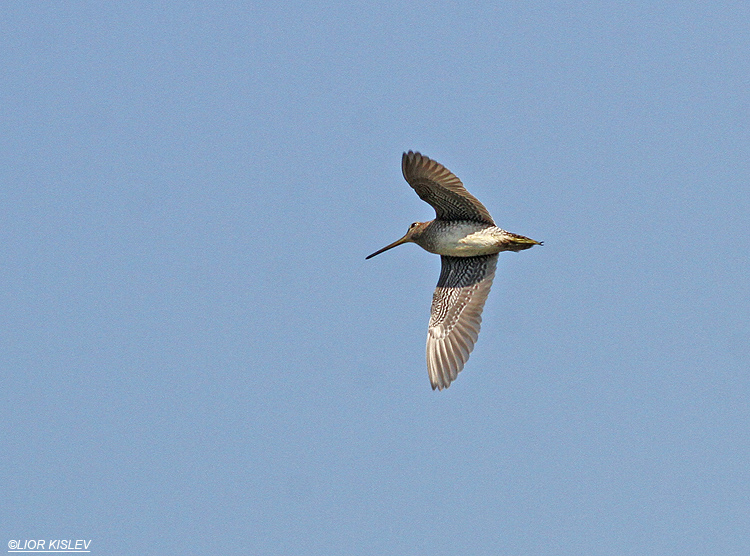 Pin-tailed Snipe  Gallinago stenura Maayan Tzvi fishponds, 15-10-13 LIOR KISLEV.